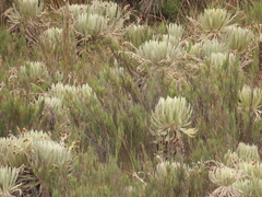 Espeletia murilloi