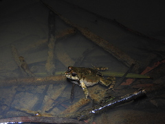Crinia signifera