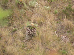 Espeletia rabanalensis