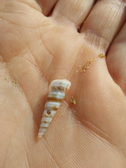 Turritella turbona