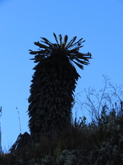 Espeletia rabanalensis