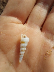 Turritella turbona