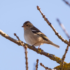 Fringilla coelebs