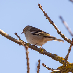Fringilla coelebs