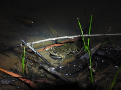 Crinia signifera