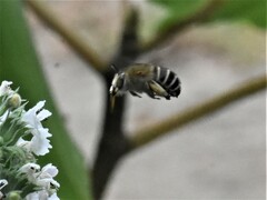 Amegilla