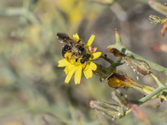 Andrena mediovittata
