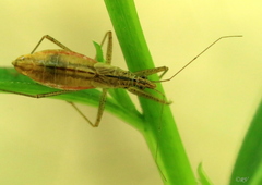 Nabis limbatus