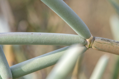 Cynanchum socotranum