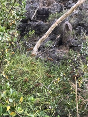 Cladium procerum