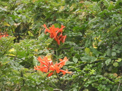 Zosterops simplex simplex