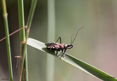 Rhynocoris segmentarius