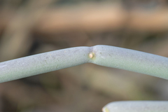 Cynanchum socotranum