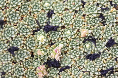 Azorella compacta