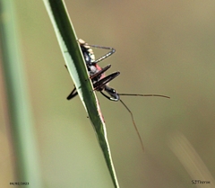 Rhynocoris segmentarius