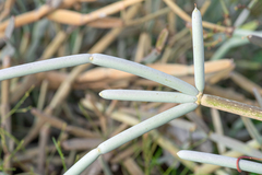 Cynanchum socotranum