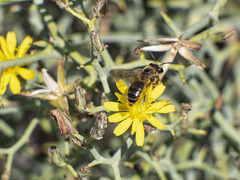 Andrena mediovittata