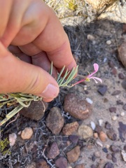Pelargonium laevigatum oxyphyllum