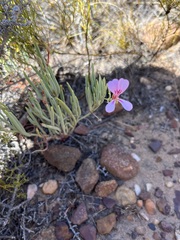 Pelargonium laevigatum oxyphyllum