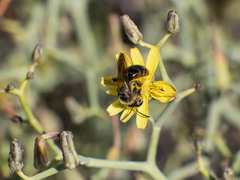 Andrena mediovittata