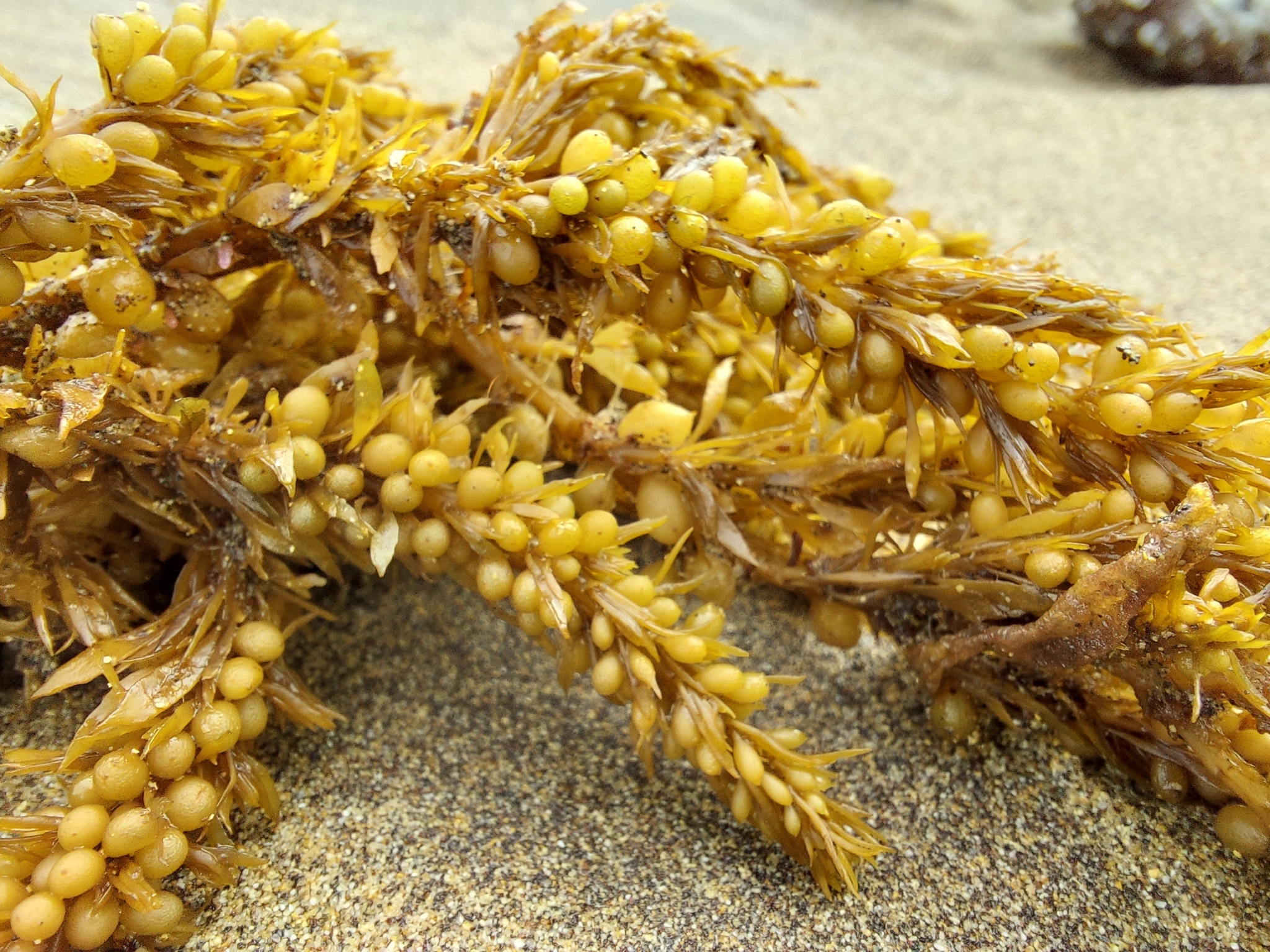 Sargassum muticum