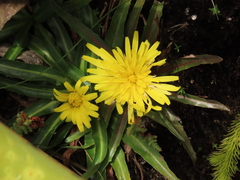 Hypochaeris taraxacoides