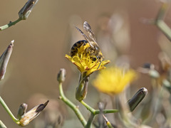 Andrena mediovittata
