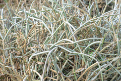 Cynanchum socotranum