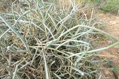 Cynanchum socotranum