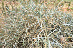 Cynanchum socotranum