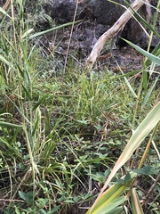 Cladium procerum