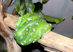 Morelia viridis