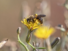 Andrena mediovittata