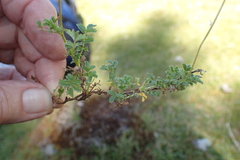 Acaena montana