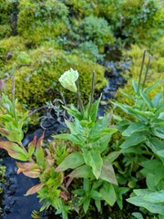 Epilobium luteum
