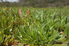 Plagiobothrys collinus