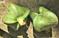 Barringtonia asiatica