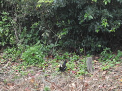 Gallinula chloropus chloropus