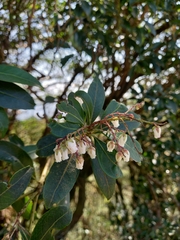 Pieris japonica taiwanensis