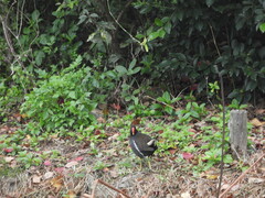 Gallinula chloropus chloropus