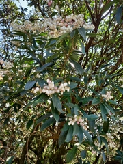 Pieris japonica taiwanensis