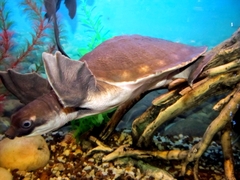 Carettochelys insculpta