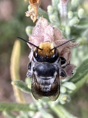 Eutricharaea