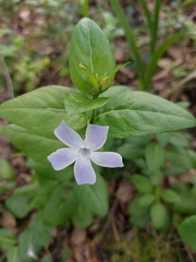 Vinca difformis