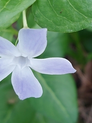 Vinca difformis