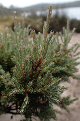 Acrothamnus hookeri