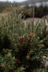 Acrothamnus hookeri