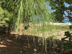 Casuarina equisetifolia