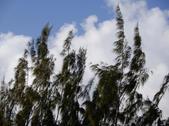 Casuarina equisetifolia