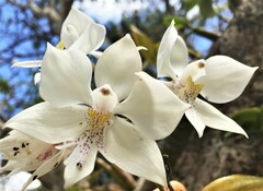 Caularthron bicornutum